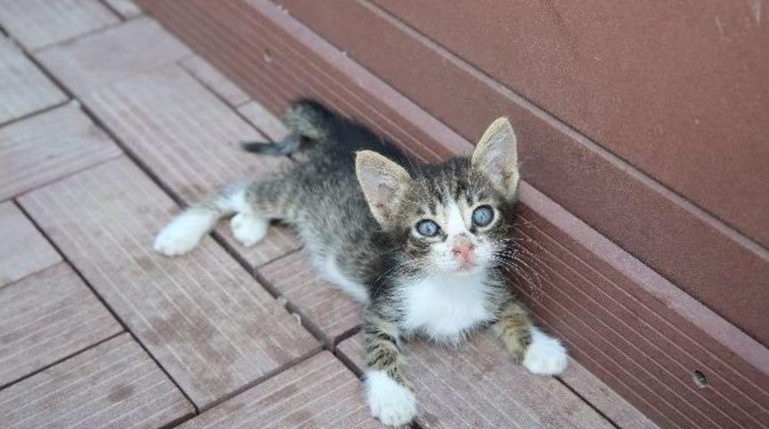 Buca&rsquo;da Sokak Hayvanları İ&ccedil;in Yoğun Mesai