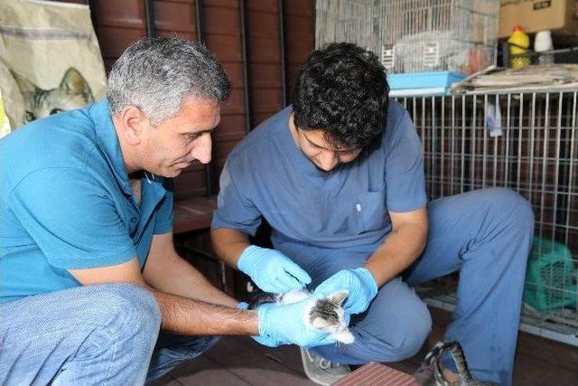 Buca&rsquo;da Sokak Hayvanları İ&ccedil;in Yoğun Mesai 1