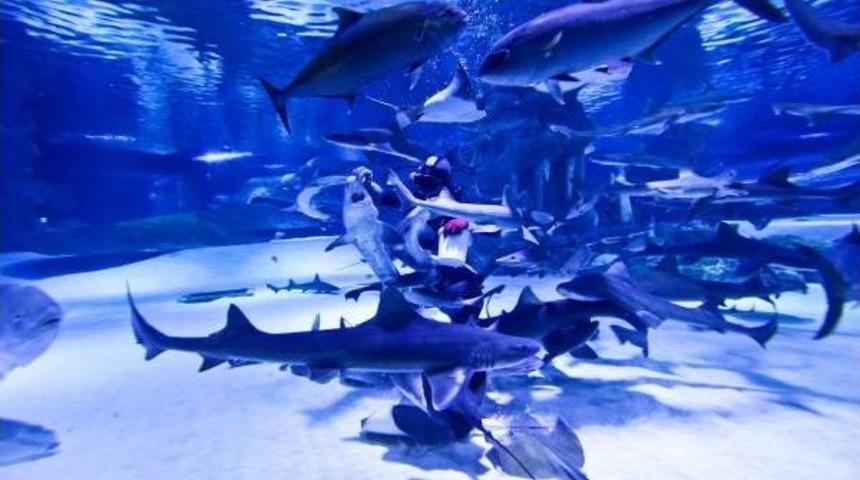 K&ouml;pek Balıklarını Elle Besliyorlar