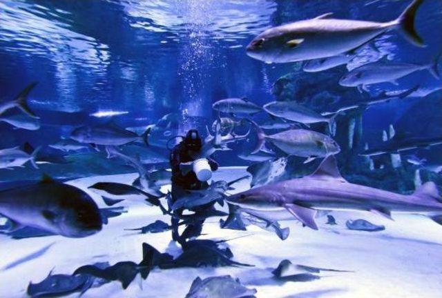 K&ouml;pek Balıklarını Elle Besliyorlar 1