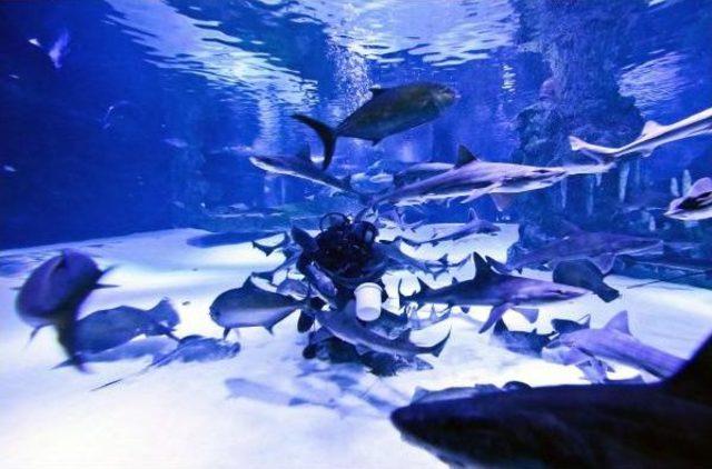 K&ouml;pek Balıklarını Elle Besliyorlar 2