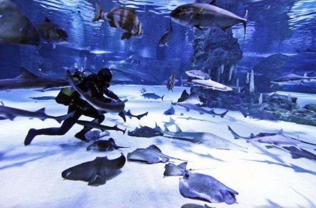 K&ouml;pek Balıklarını Elle Besliyorlar 3