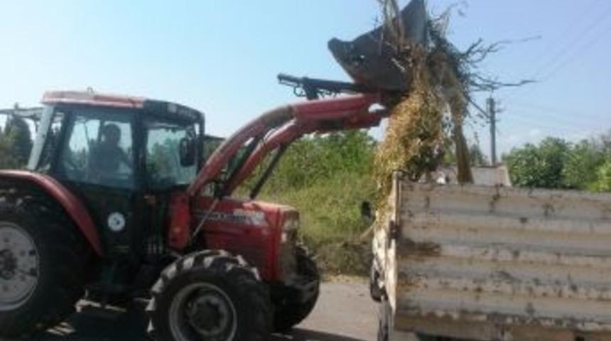 Belediyeden Ağa&ccedil; Budama A&ccedil;ıklaması