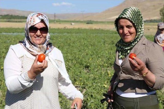 Gürpınar Belediyesi Açık Sera Kurdu