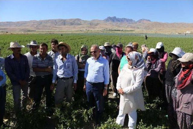 Gürpınar Belediyesi Açık Sera Kurdu