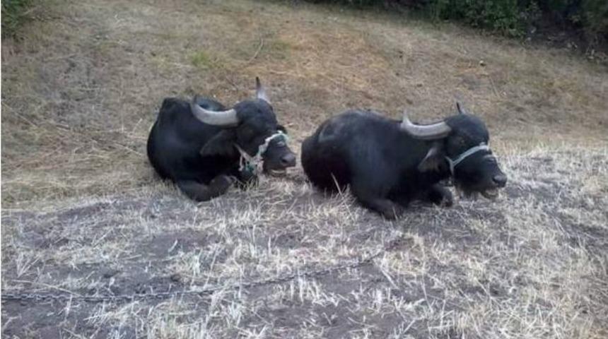 Karadeniz&rsquo;de Manda Sayısı Arttı