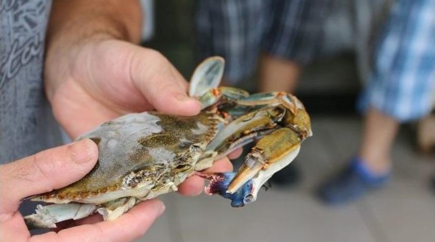 Marmaris&rsquo;te &Uuml;&ccedil; Kıska&ccedil;lı Mavi Yenge&ccedil; İlgi Odağı Oldu