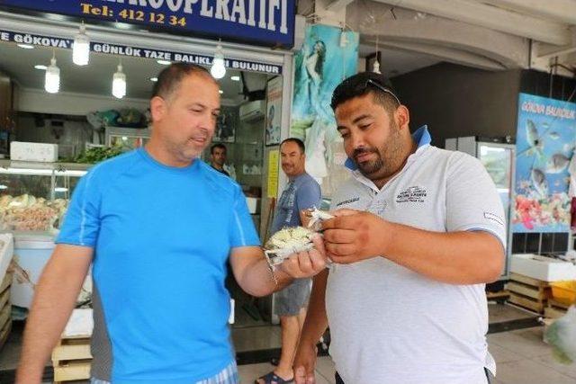 Marmaris’te Üç Kıskaçlı Mavi Yengeç İlgi Odağı Oldu