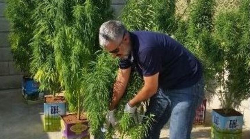 &Ccedil;i&ccedil;ek Yerine Kenevir Bitkisi Ekince Yakayı Ele Verdi