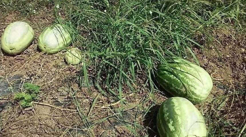 Karpuz Tarladan Artık Toplanmıyor