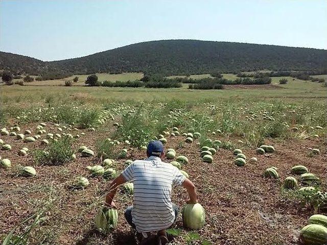 Karpuz Tarladan Artık Toplanmıyor