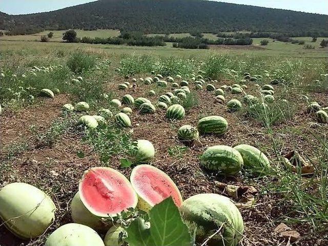 Karpuz Tarladan Artık Toplanmıyor