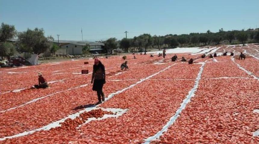 Syrian Migrants Replace Seasonal Workers From Southeastern Turkey Amid Security Tension