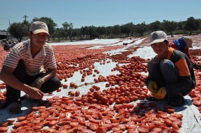 Syrian Migrants Replace Seasonal Workers From Southeastern Turkey Amid Security Tension