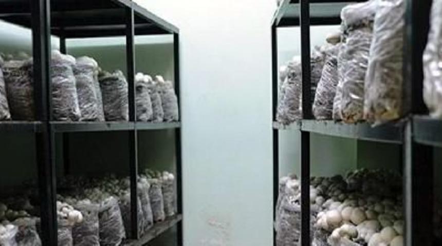 'mantar Iyi Bir Diyet &Uuml;r&uuml;n&uuml;'