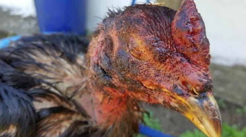 Horoz D&ouml;v&uuml;şt&uuml;renlere Rekor Ceza