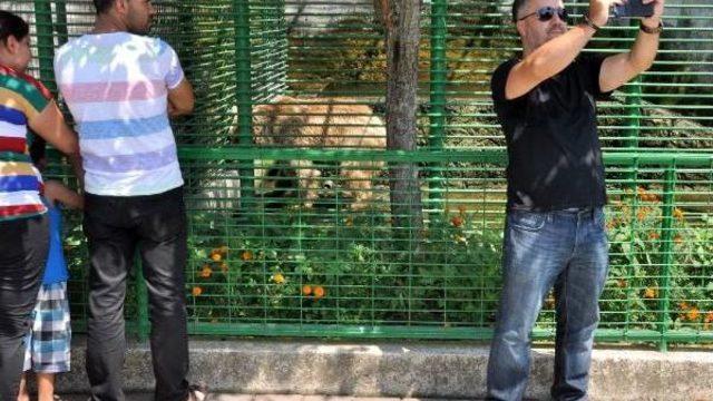 Ayılara Ziyaretçi Ilgisi