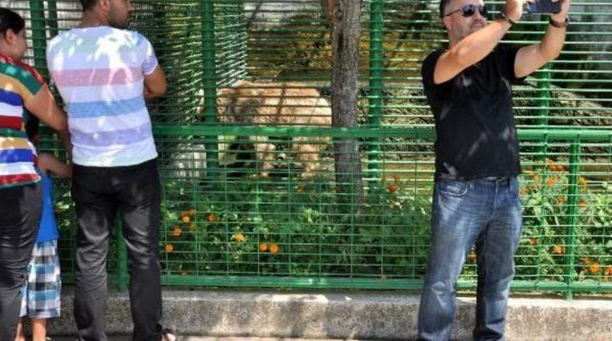 Ayılara Ziyaret&ccedil;i Ilgisi