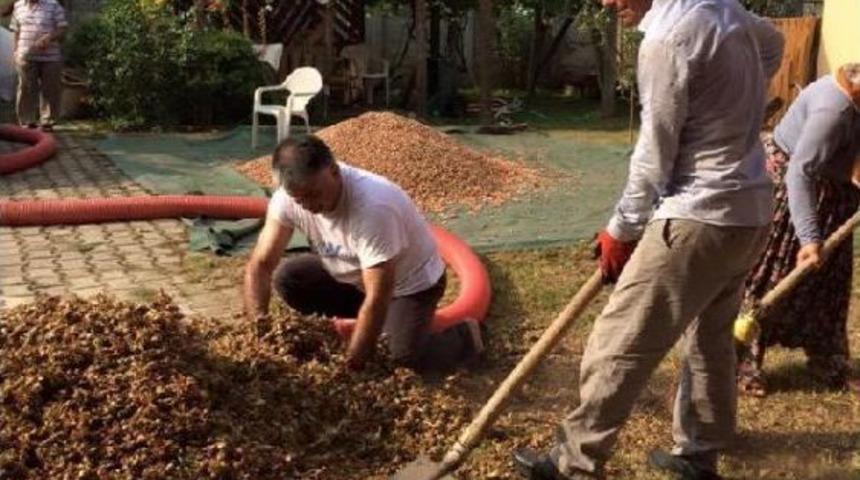 Rize Valisi Yazıcı Baba Ocağında Fındık Hasadı Yaptı