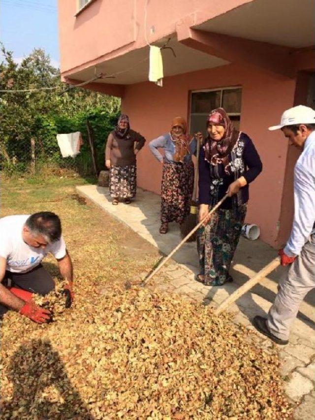 Rize Valisi Yazıcı Baba Ocağında Fındık Hasadı Yaptı