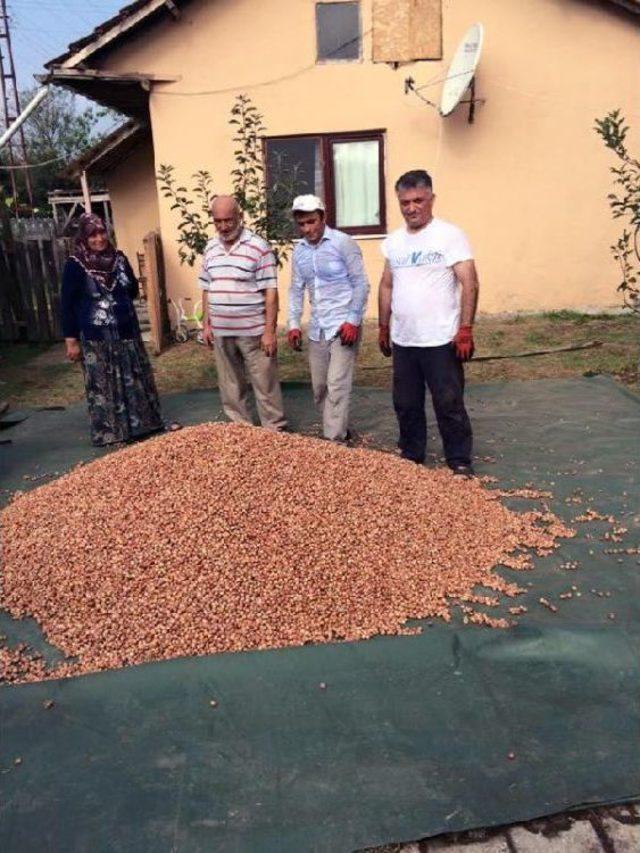 Rize Valisi Yazıcı Baba Ocağında Fındık Hasadı Yaptı