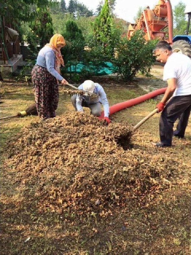 Rize Valisi Yazıcı Baba Ocağında Fındık Hasadı Yaptı