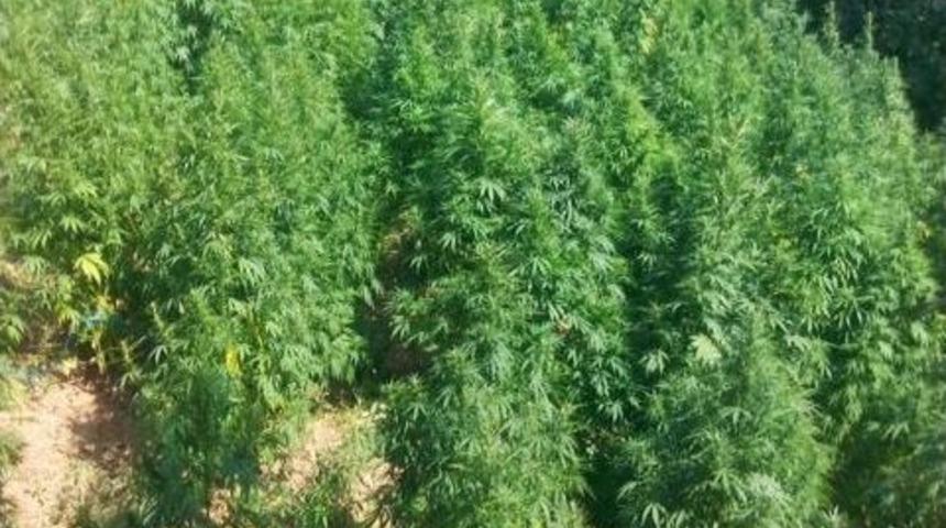 Akyazı&rsquo;da Bin 500 K&ouml;k Kenevir Ele Ge&ccedil;irildi