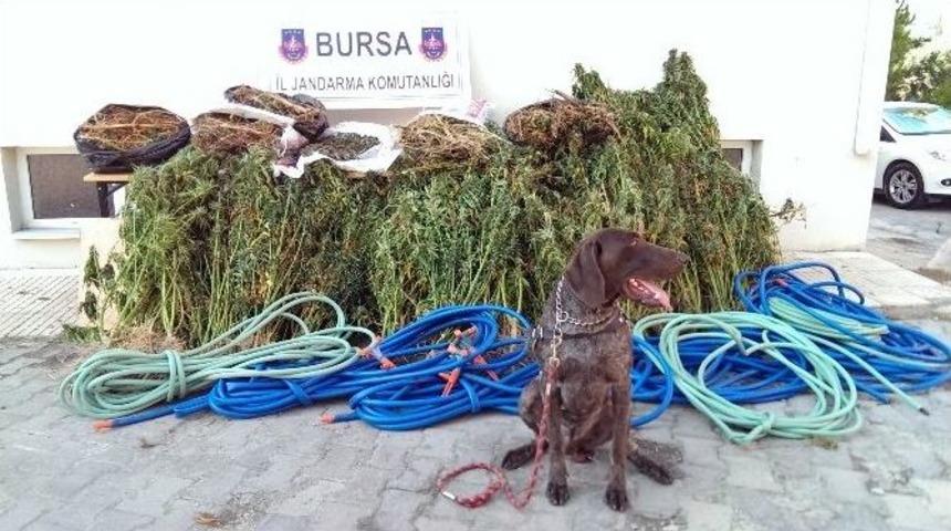 14 Gün İzlenen Uyuşturucu Tacirleri Kıskıvrak Yakalandı