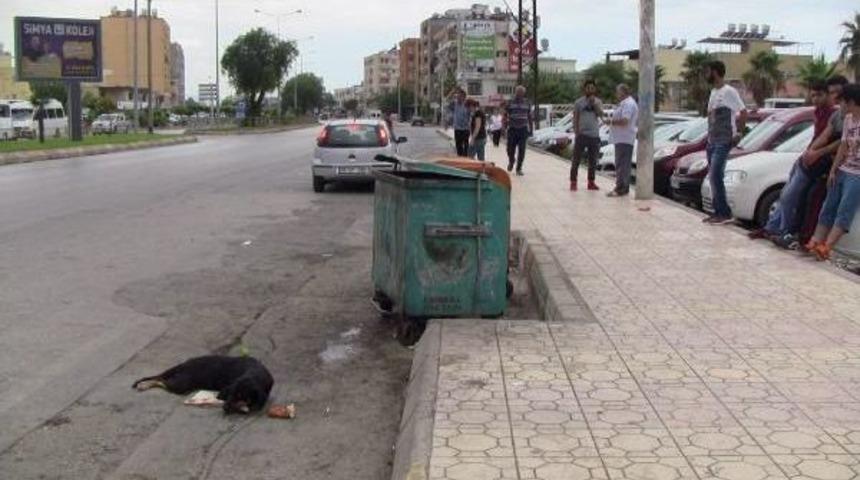 Otomobilin &Ccedil;arptığı K&ouml;peğe Sahip &Ccedil;ıktılar
