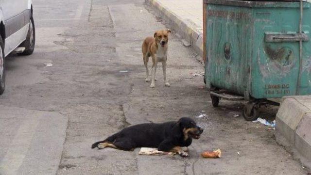 Otomobilin Çarptığı Köpeğe Sahip Çıktılar