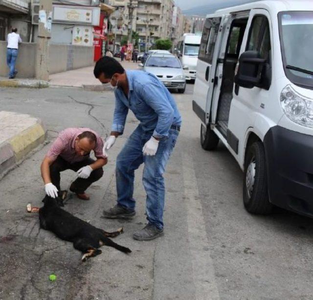 Otomobilin Çarptığı Köpeğe Sahip Çıktılar