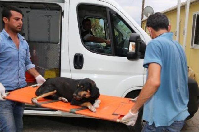 Otomobilin Çarptığı Köpeğe Sahip Çıktılar