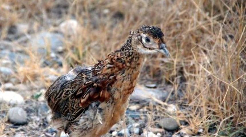 Osmaniye'de Doğaya 500 S&uuml;l&uuml;n Bırakıldı