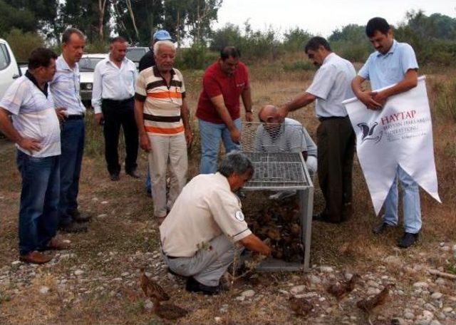 Osmaniye'de Doğaya 500 Sülün Bırakıldı