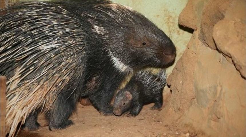 Hayvanat Bah&ccedil;esinin Yeni Sakinleri İlgi Odağı Oldu
