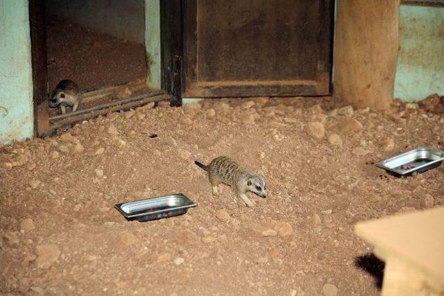 Hayvanat Bah&ccedil;esinin Yeni Sakinleri İlgi Odağı Oldu 1