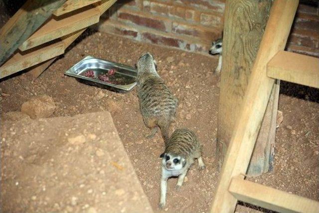 Hayvanat Bah&ccedil;esinin Yeni Sakinleri İlgi Odağı Oldu 2