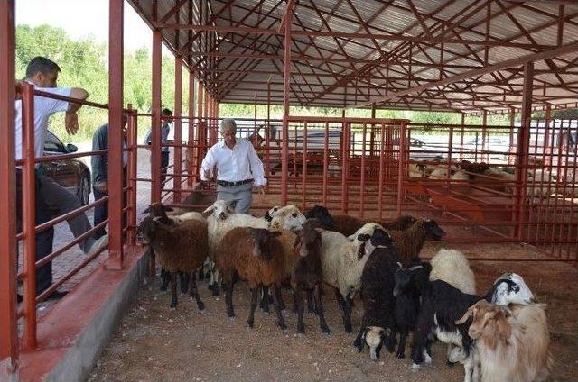 Hayvan Pazarı Düzenlenerek Hizmete Sunuldu