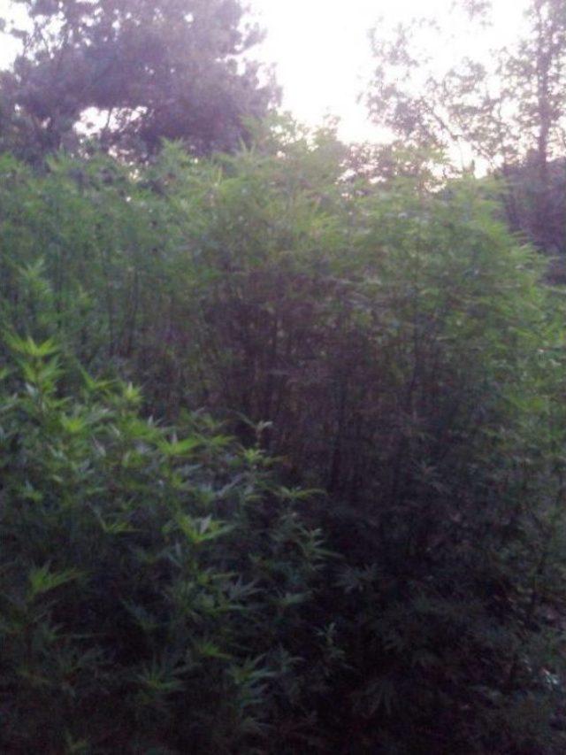 Jandarmadan Uyuşturucu Operasyonu 1