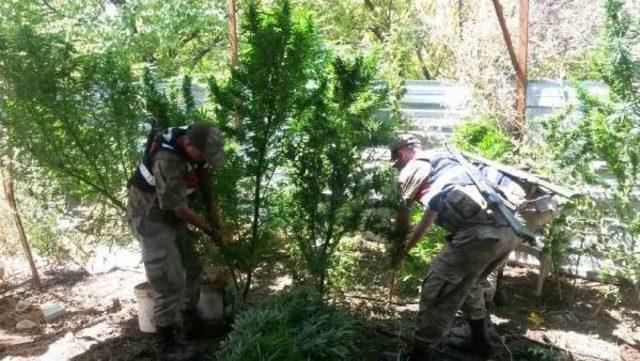 Tarlaya Uyuşturucu Baskını 1