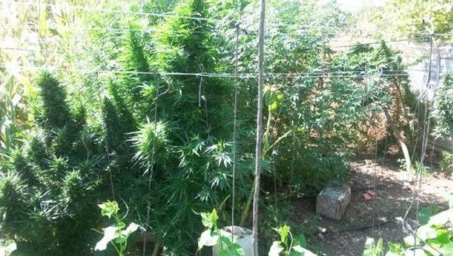 Tarlaya Uyuşturucu Baskını 2