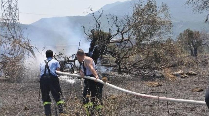 Soma&rsquo;da Zeytin Ağa&ccedil;ları K&uuml;le D&ouml;nd&uuml;