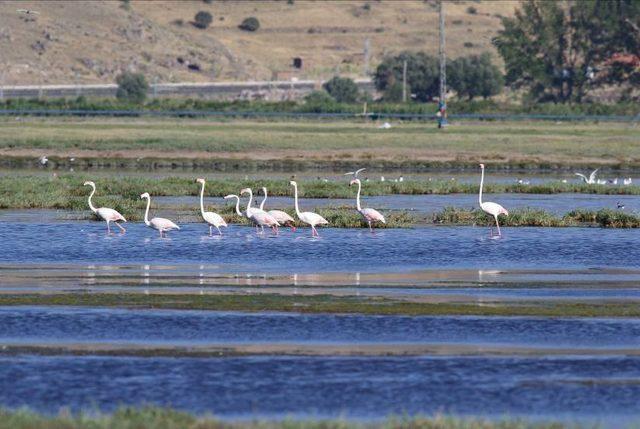 Kent merkezi yakınlarındaki flamingolar dikkat çekiyor