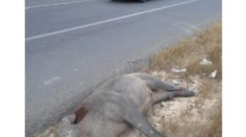 Karayolunda &Ouml;l&uuml; Yaban Domuzu Bulundu