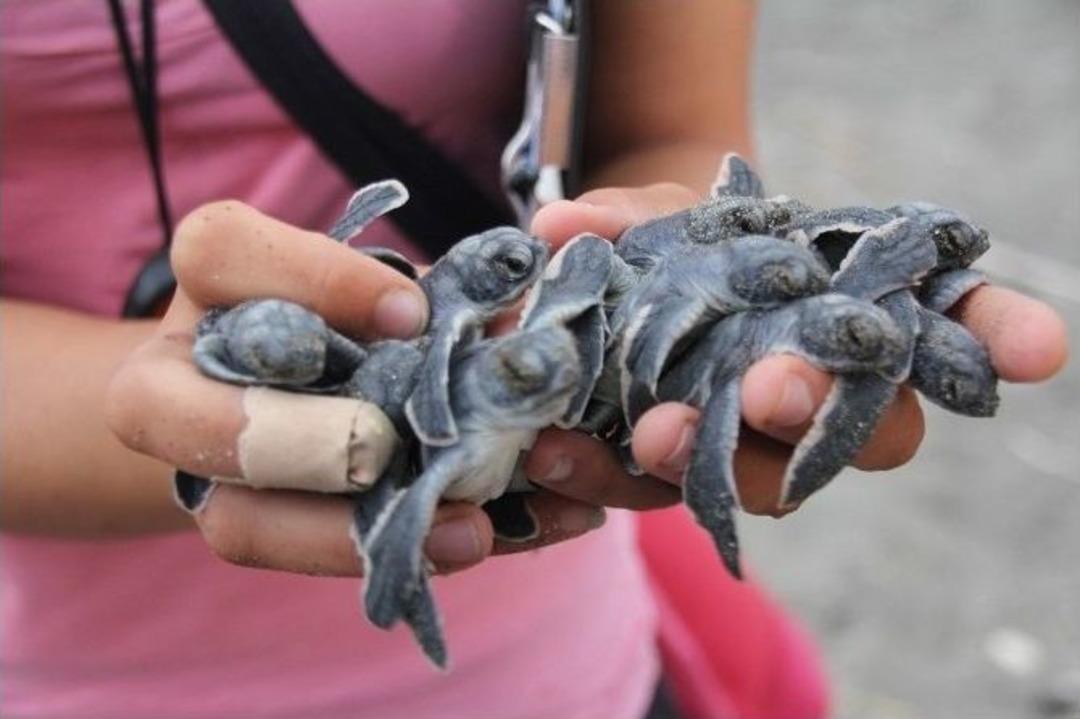 Hatay&rsquo;da Caretta Carettalar Denizle Buluştu