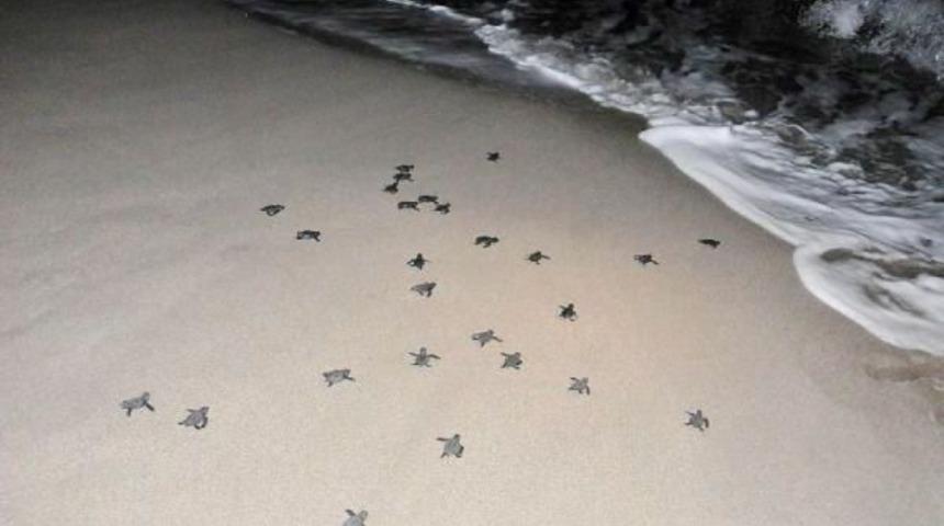 Carettalar'ın Akdeniz Yolculuğu Başladı