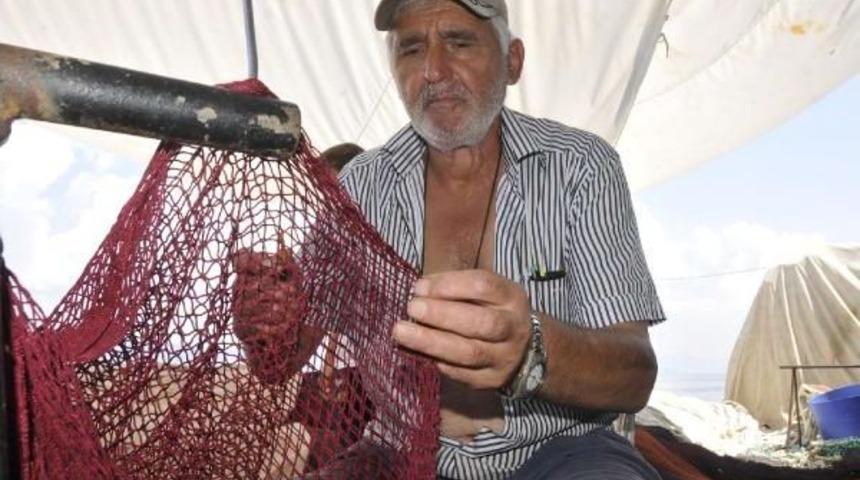 Ereğlili Balık&ccedil;ılar Bu Sezondan Umutlu