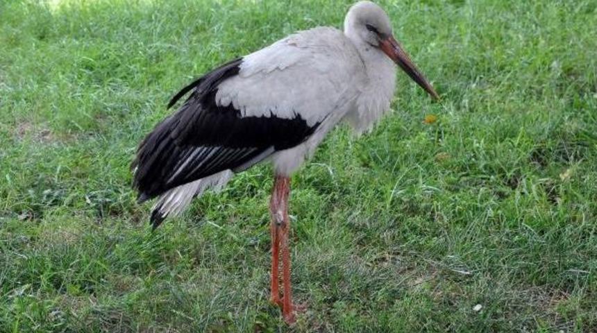 A&ccedil;lık Ve Susuzluktan U&ccedil;amayan Leylek Korumaya Alındı