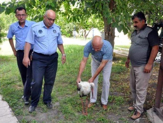 Açlık Ve Susuzluktan Uçamayan Leylek Korumaya Alındı