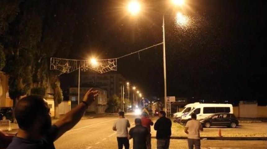 Milyonlarca S&ouml;ğ&uuml;t Kelebeği &Ouml;l&uuml;me U&ccedil;tu